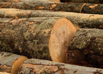 На Маневиччині в ході обшуків вилучили деревини на 800 тис. грн.