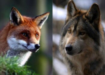 На Волині збільшилася популяція хижаків