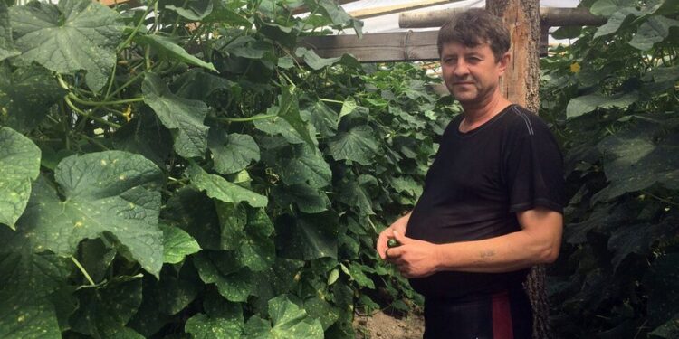 Огірково-тепличний бізнес у селі Чорниж