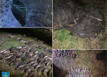 Незаконно наловив риби майже на мільйон гривень