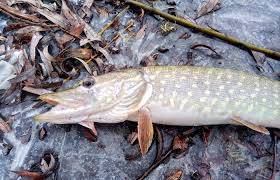 Що найважливіше в лові щуки?